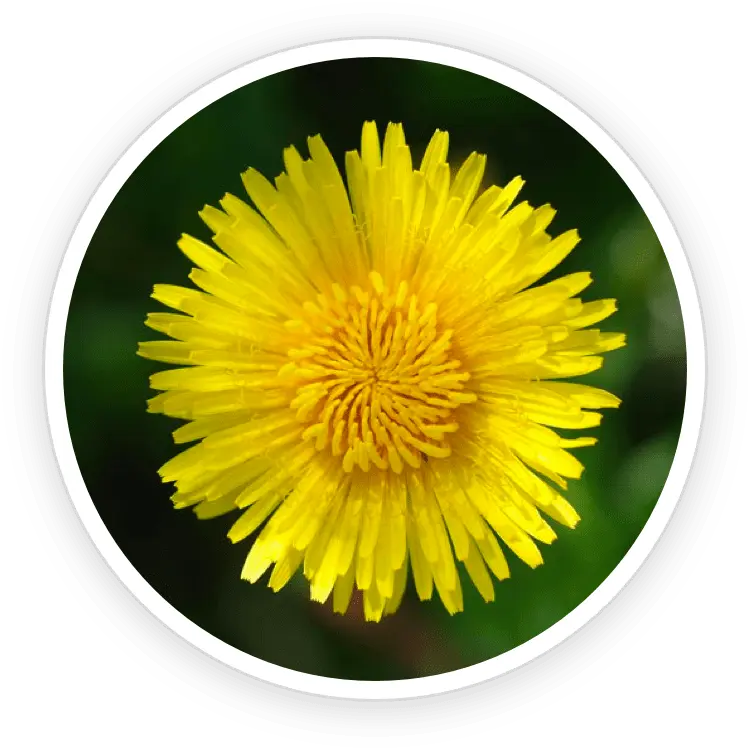 Inulin and dandelion