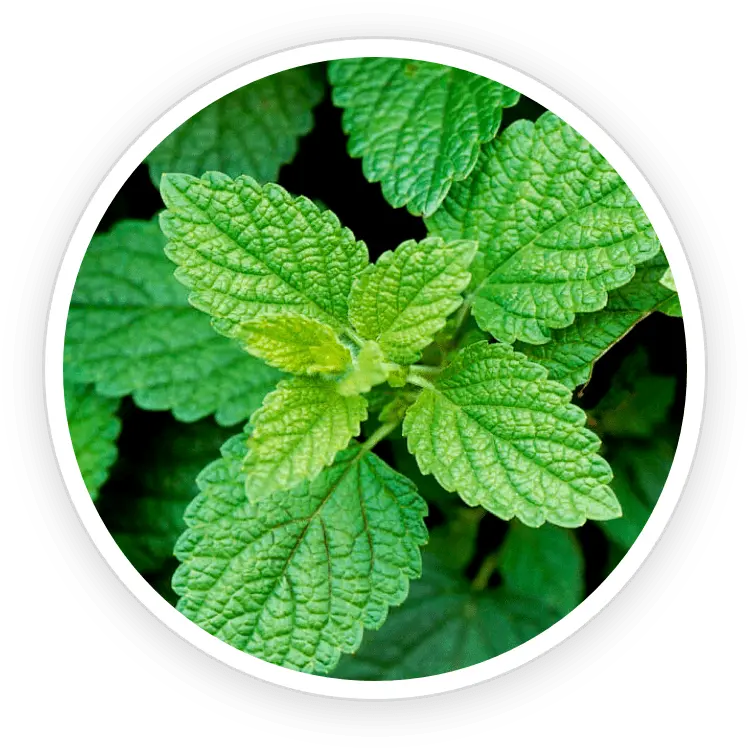 Fresh lemon balm leaves