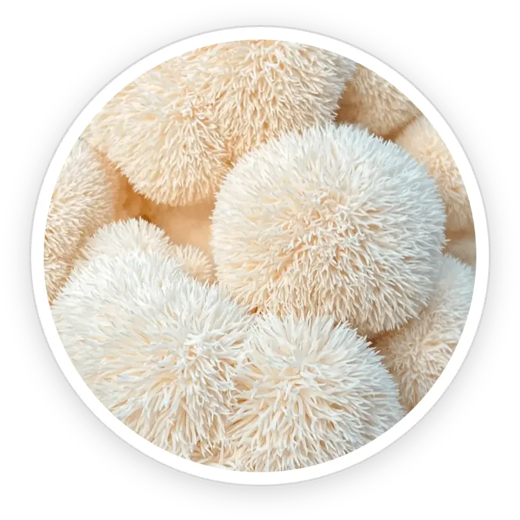 Organic lion's mane mushroom