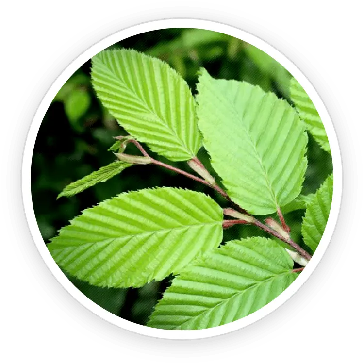Slippery elm bark and leaves